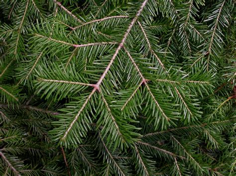 Пихта цельнолистная (Abies holophylla) - PictureThis