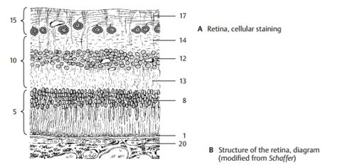 Retina Neural Layer Structures Neuronal Circuits Structure Of The Eye