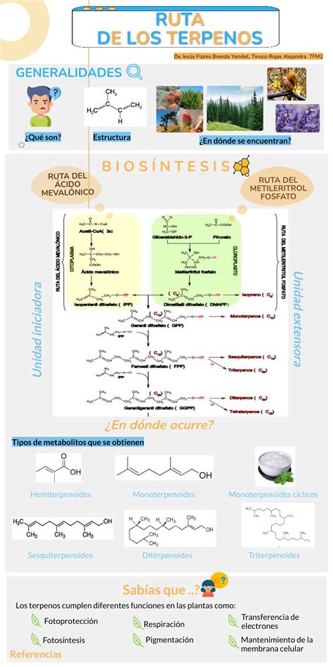 INFOGRAFÍA RUTA DE LOS TERPENOS