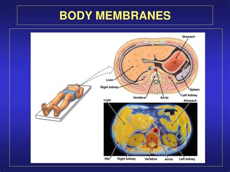 Ppt Connective Tissue Powerpoint Presentation Id219412