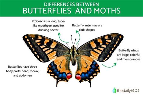 Butterflies vs Moths - Key Differences to Tell Them Apart