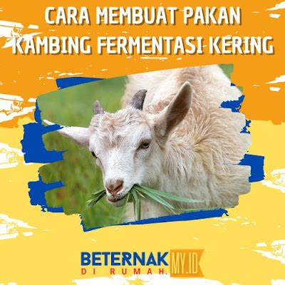 Cara Membuat Pakan Kambing Fermentasi Kering Beternak Dirumah