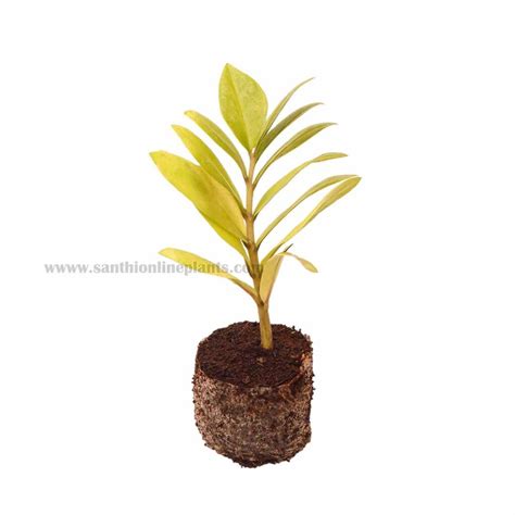 Zamia Green Zz Plant Santhi Online Plants Nursery