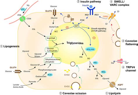 Frontiers The Regulation Of Adipocyte Growth In White Adipose Tissue