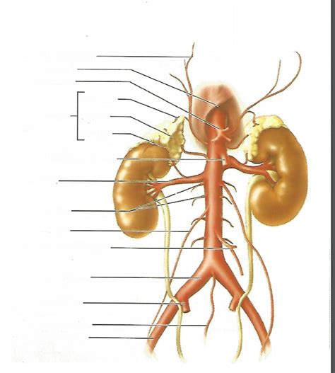 Abdominal Arteries Diagram Quizlet