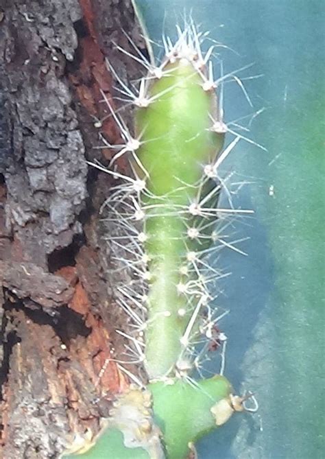 Grafting cacti in the Cactus and Succulents forum - Garden.org