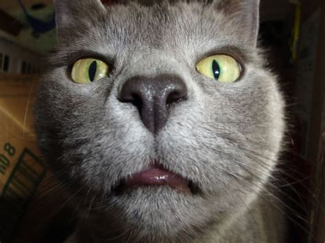 Fotos De Gatos Engraçados