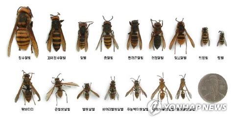 "아시아 킬러말벌 미국 상륙에 긴장"…알고보니 장수말벌 | 연합뉴스