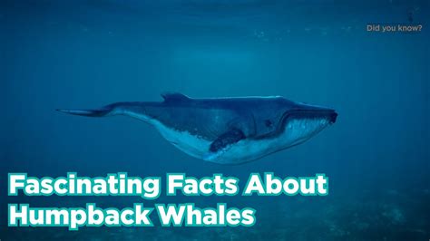 Fascinating Facts About Humpback Whales Youtube