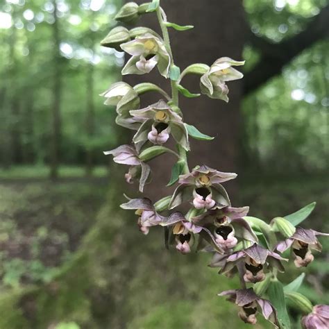 An Introduction To Wild Orchids The Alien Wonder Beings Jack Wallington Nature And Gardens