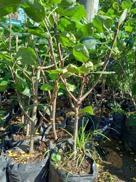 Bibit Tanaman Buah Pir Cangkok Super Murah Cepat Berbuah Omarsilogia