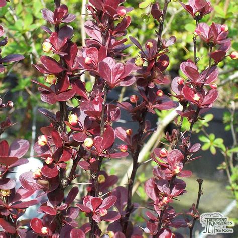 Buy Berberis Thunbergii F Atropurpurea Helmond Pillar Barberry In The Uk