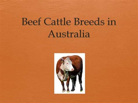 Australian beef cattle breeds