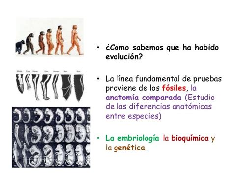 Evidencias De Cambios Evolutivos