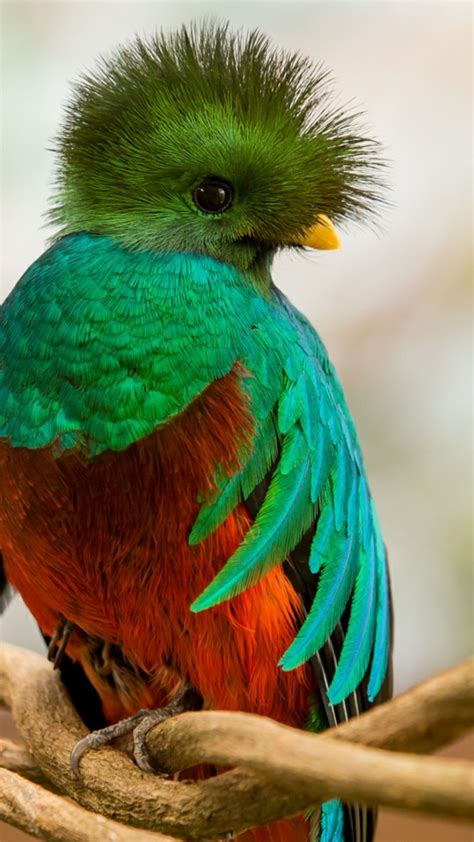 Quetzal Tropical Birds Birds