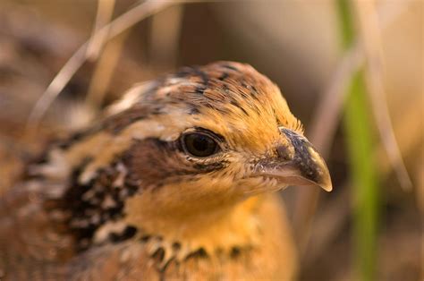 A Female Northern Bobwhite Quail Photograph By Joel Sartore