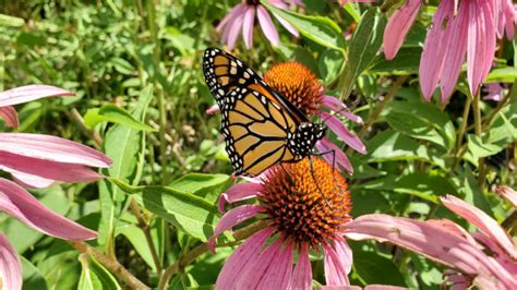 Pollinators Climate Change Making An Impact On The Farm Practical