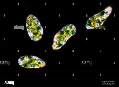 Euglena Protozoa Darkfield Illuminated Light Micrograph Of Euglena