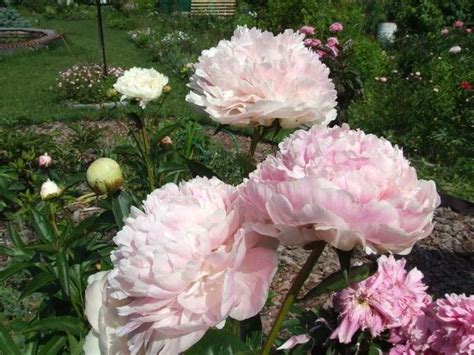Пион Шифон Парфе (Chiffon Рarfait): фото и описание, отзывы, посадка и уход