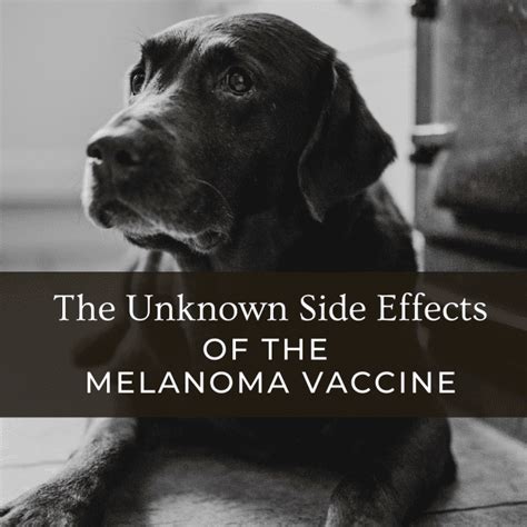 Dog Owners Beware: Side Effects in the Melanoma Vaccine - PetHelpful