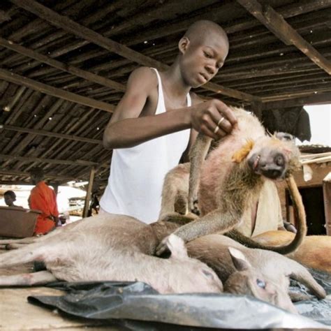 Bushmeat Market