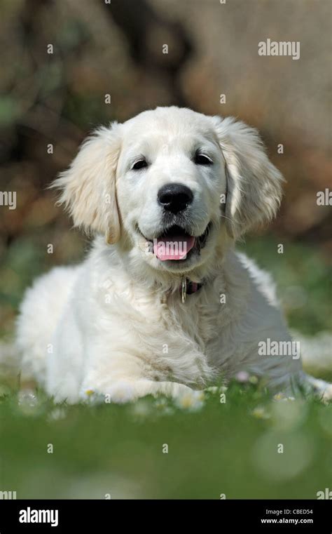 Golden Retriever Canis Lupus Familiaris Puppy Lying On A Meadow