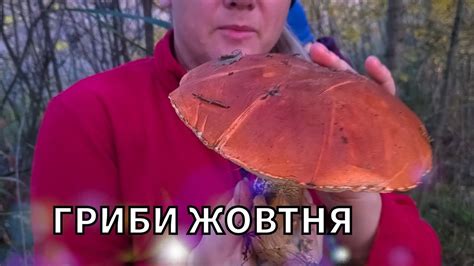 ГРИБНИКИ ЗБИРАЛИ МУХОМОРИ, А НАЙШЛИ ГРИБИ! - YouTube