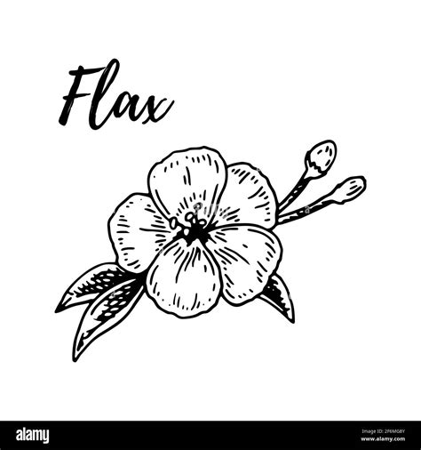 Flor de lino dibujado a mano Ilustración vectorial en estilo bosquejo