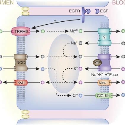 A Schematic Overview Of Magnesium Absorption Pathways In The Intestine