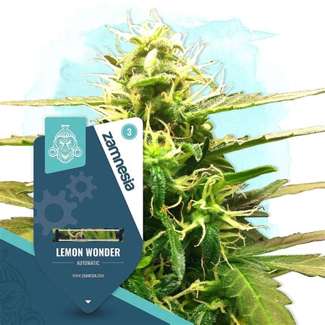 Zamnesia Lemon Wonder Automatic By Zamnesia Seeds Leafly