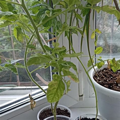 Рассада томатов Черри 3 шт – купить в Подольске, бесплатно, дата ...