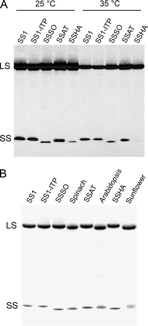 Western Blot Analysis Of Total Soluble Proteins A And Sds Page Of