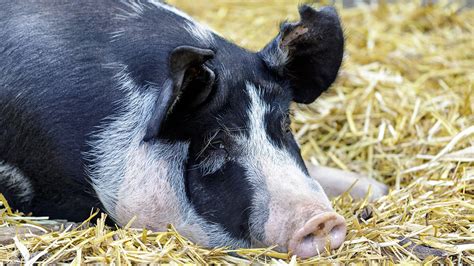 Home - Pannonia BIOS GmbH