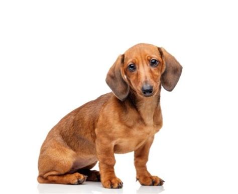 Toy Dachshund Dog Breed Information Price And Life Span Vip Puppies