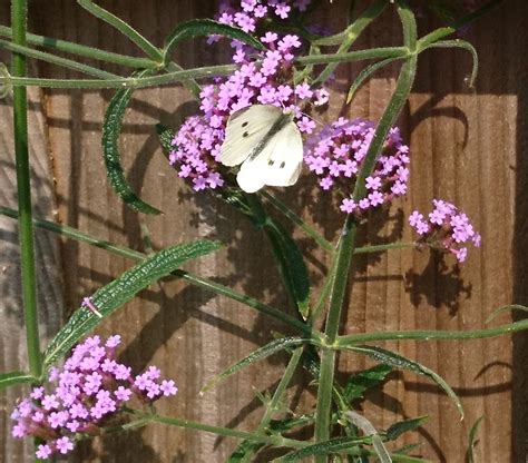 How To Grow Verbena Bonariensis