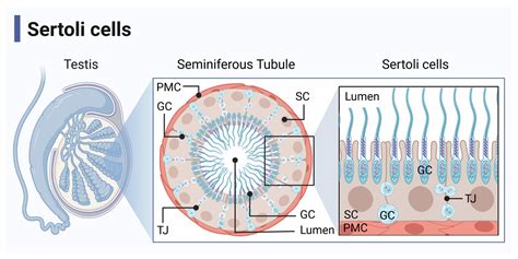 IJMS Free Full Text Complementing Testicular Immune Regulation The