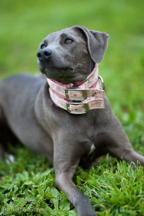 35 best images about Texas Blue Lacy on Pinterest | Best dogs, Hot dogs and Abyssinian cat