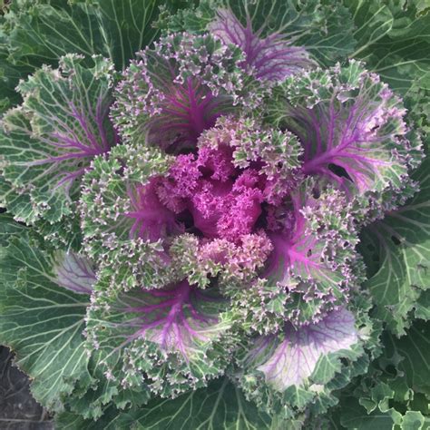 Brassica Oleracea Acephala Group Kale Uploaded By Bmeighen