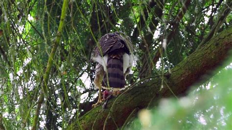 Cooper S Hawk Eating Prey Youtube