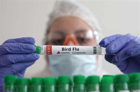 Explainer What Are The Bird Flu Risks To People And Animals Reuters