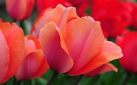 Wallpaper Red Petals Flower Stem Tulip Bud Petal Land Plant