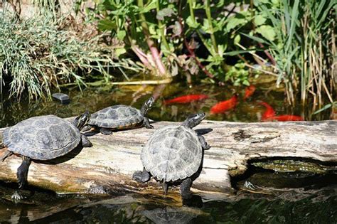 How To Setup An Ideal Map Turtle Habitat? – The Turtle Hub