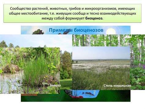Мир живых организмов. Уровни организации живого - презентация онлайн