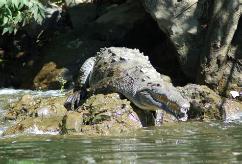 Cocodrilo Americano Crocodylus Acutus Ca N Del Sumidero A Photo