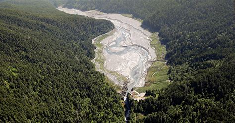 Birds Are Helping to Plant an Entire Lost Landscape in Olympic National ...