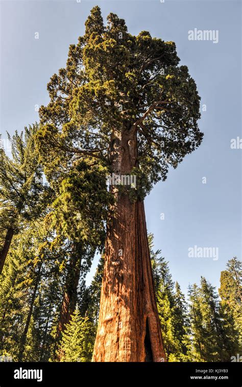 Sentinel Tree, Sequoia National Park, California Stock Photo - Alamy