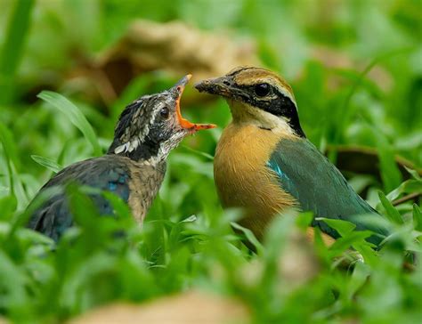 Indian Pitta: A Comprehensive Guide to This Vibrant Bird - The Worlds ...