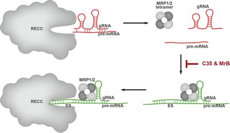 Sulfonated Inhibitors Of The Rna Editing Ligases Validate The Essential