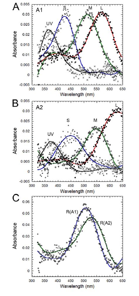 Representative Absorbance Spectra Of Photoreceptors In Adult