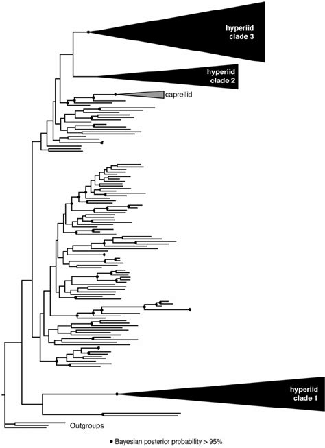 Coi Bayesian Analysis Combined Consensus Tree Consensus Tree Is The